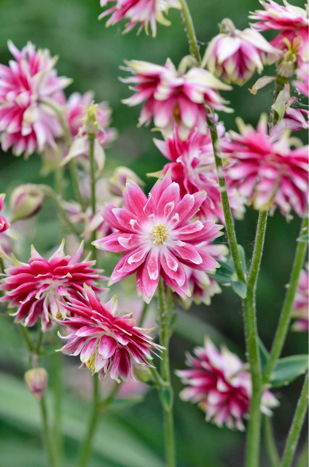 Akeleje 'Nora Barlow'